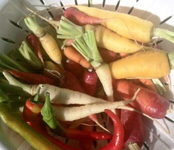 Too Many Garden Veggies! What to Do? Image